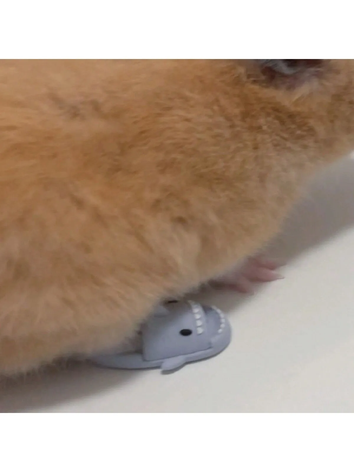 1Pair Pet Hamster Loves Funny Photo Shooting Mini Shark Shoes