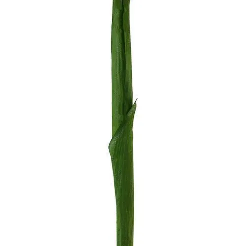 28" Light Green Artificial Ginger Flower Decorative Floral Crafting Stem