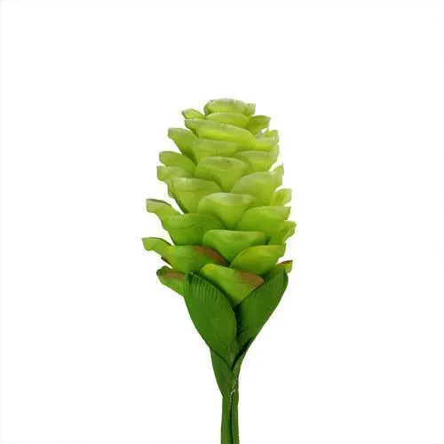 28" Light Green Artificial Ginger Flower Decorative Floral Crafting Stem