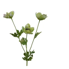 Anemone - light green