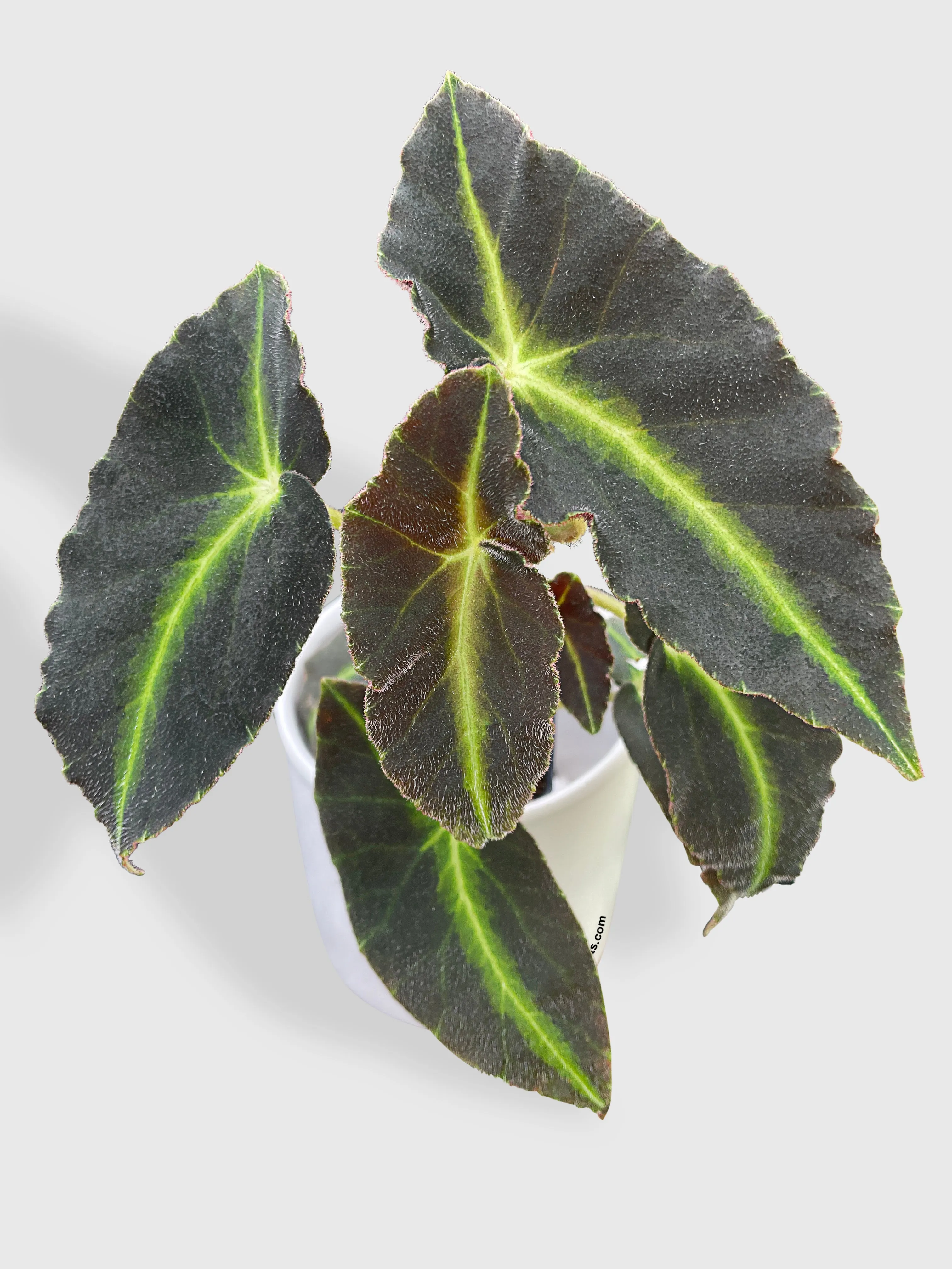 Begonia Listada