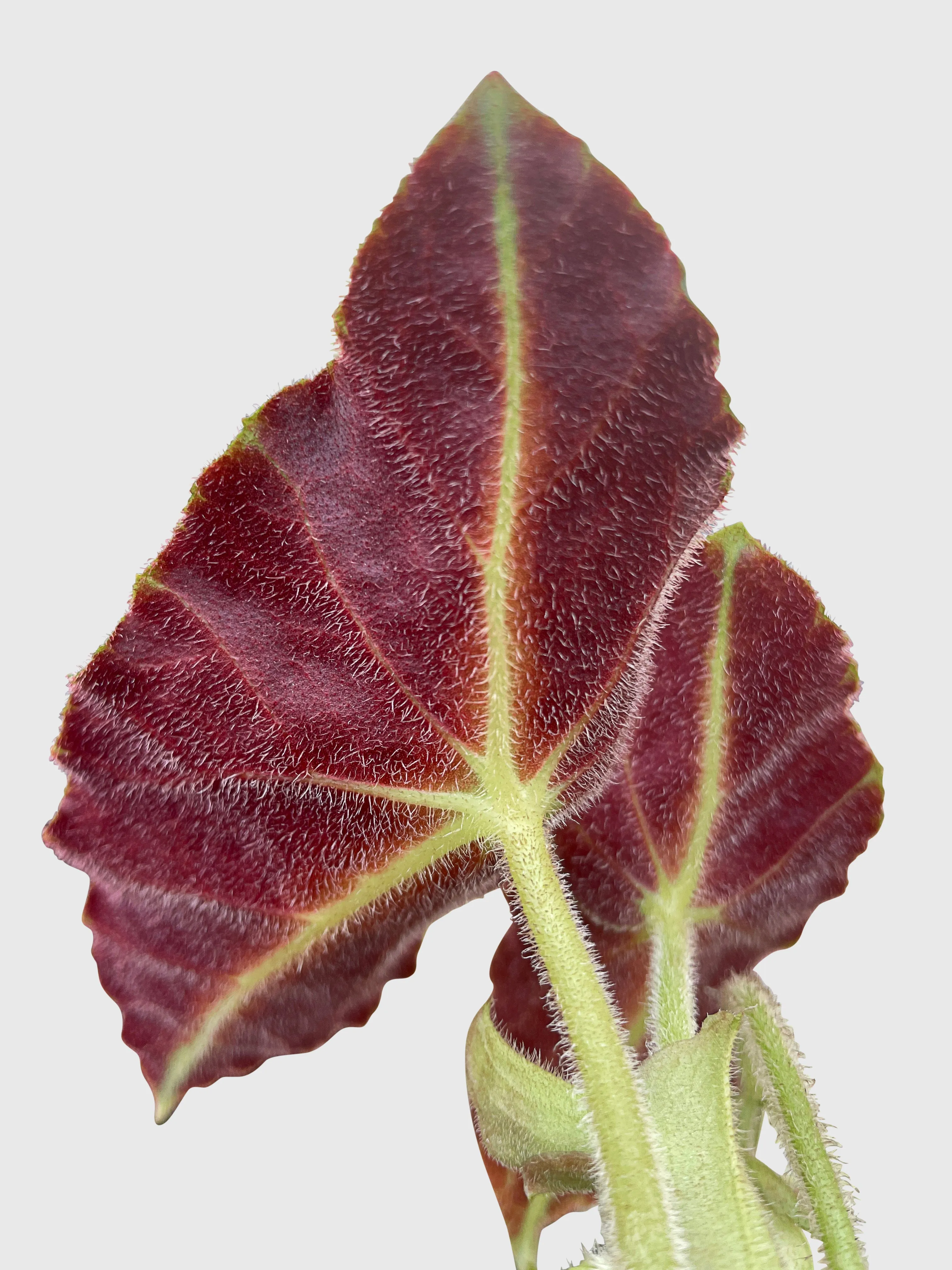 Begonia Listada