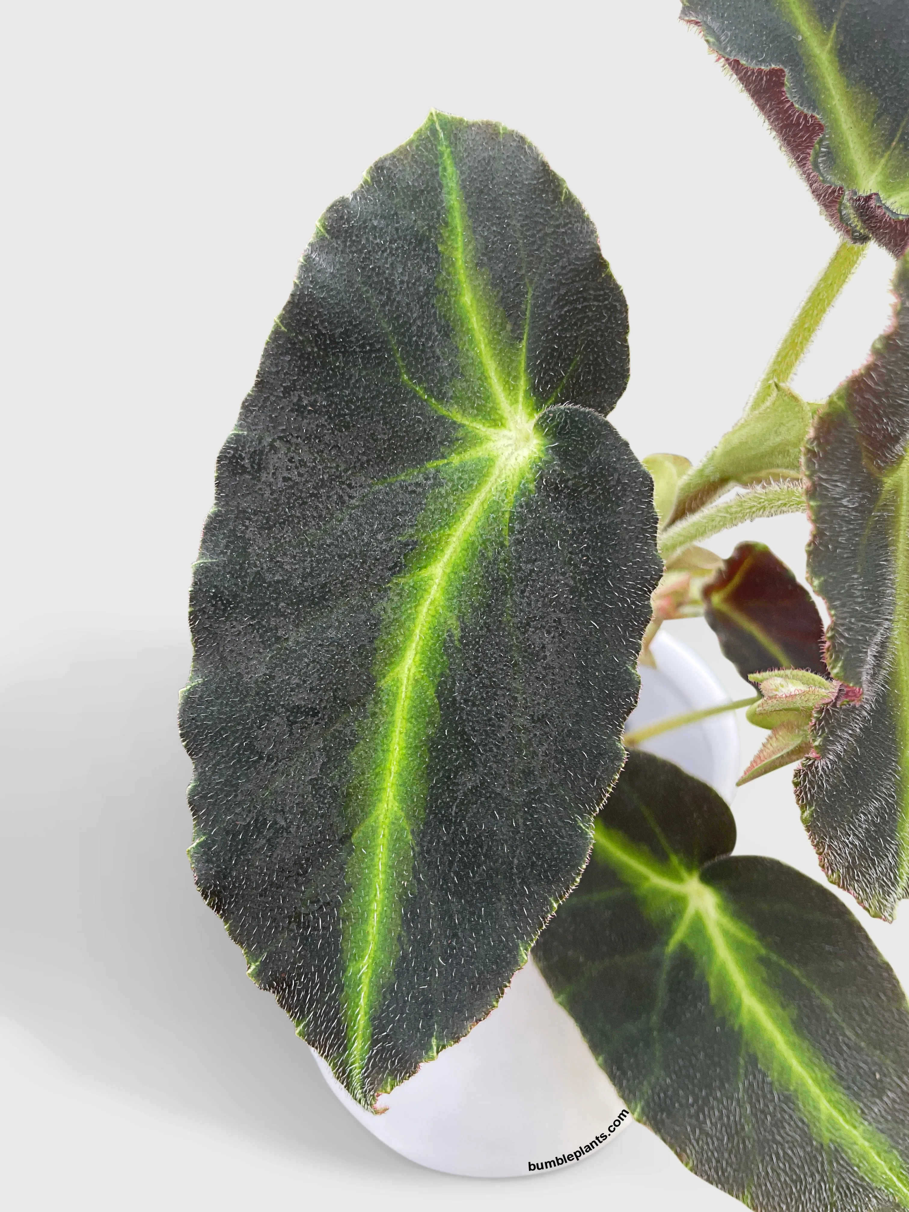 Begonia Listada