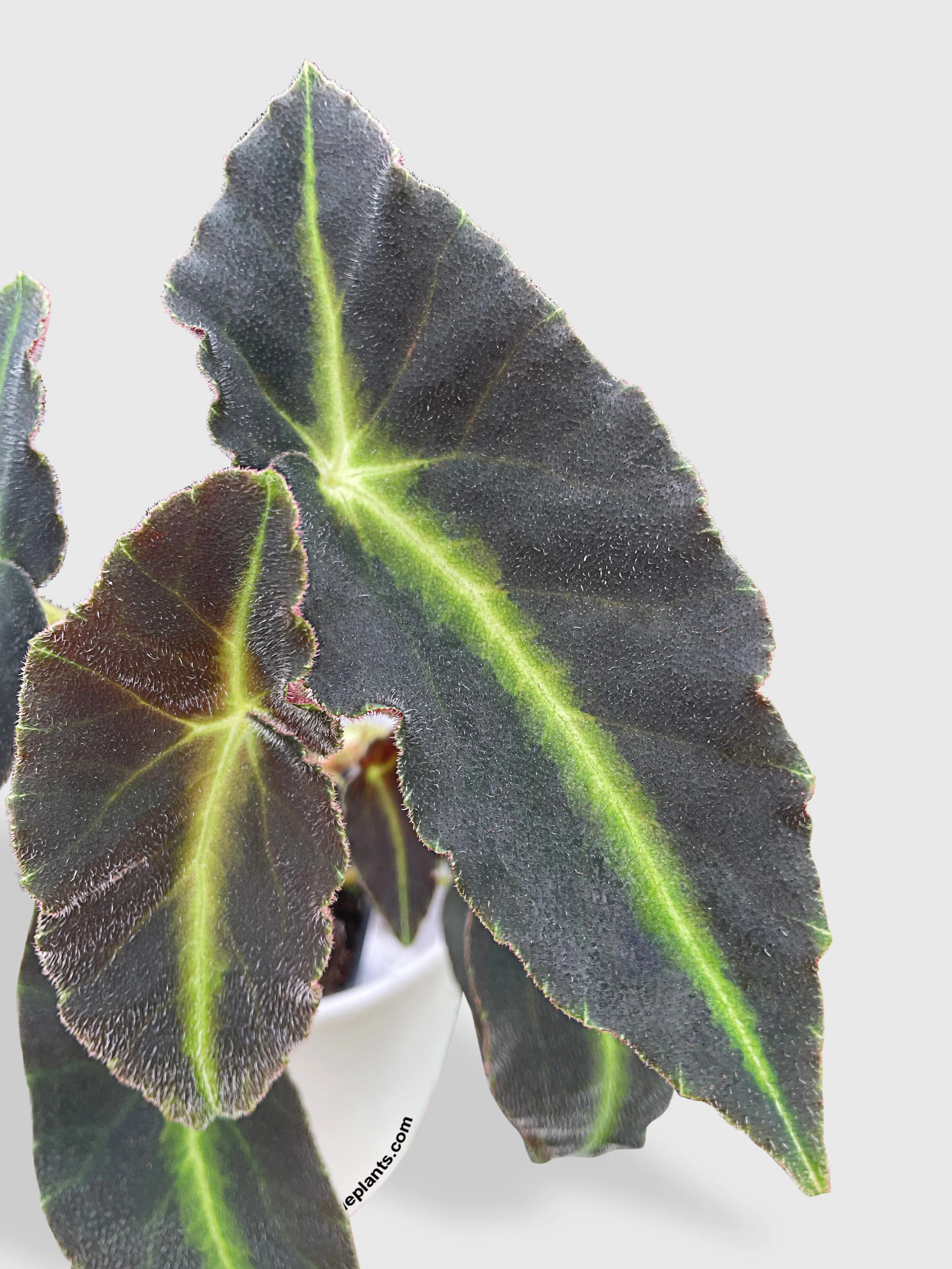 Begonia Listada